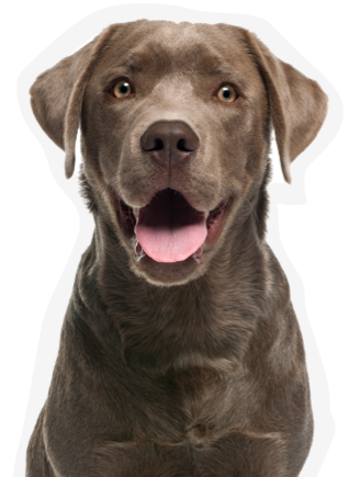 Cães